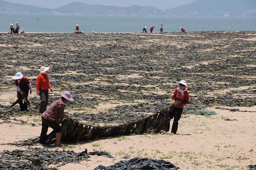 5月22日,福建莆田湄洲島漁民在翻曬海帶。新華社記者 林善傳 攝