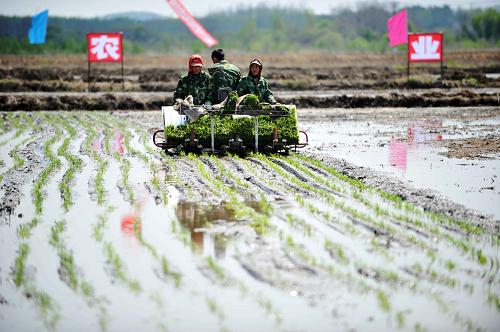 在黑龍江省迎春林業(yè)局光明農(nóng)場的田間,種植戶駕駛插秧機(jī)在插秧(5月18日攝)。新華社記者 王建威 攝