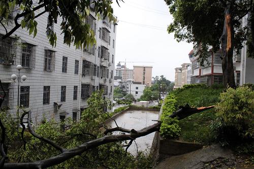 6月11日,廣西來賓市忻城縣一棵大樹被狂風(fēng)吹斷。新華社發(fā)(藍(lán)華壽 攝)
