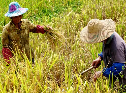 7月22日,在廣西百色市平果縣新安鎮(zhèn)那勞村,農(nóng)民在田間收割早稻。新華社發(fā)(羅郅肯 攝)