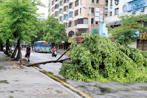 7月24日,廣東汕頭街頭的樹木被大風吹倒。新華社發(fā)(姚軍 攝)