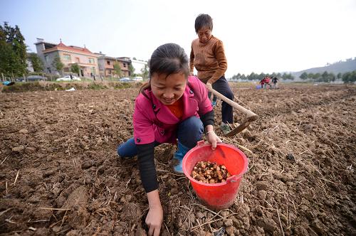 冬下一粒種 春開萬朵花 農(nóng)民在江西萬載三興鎮(zhèn)有機(jī)農(nóng)業(yè)示范園內(nèi)種百合(11月14日攝)。 江西萬載縣是著名的“百合之鄉(xiāng)”,已有500多年種植和加工百合的歷史。如今,萬載推廣種植生態(tài)、健康、環(huán)保的有機(jī)百合,種植面積達(dá)3000多畝。入冬后,農(nóng)民開始下種,來年五月開花,七月就能收獲藥用、食用價(jià)值極高的百合。 新華社記者周密攝