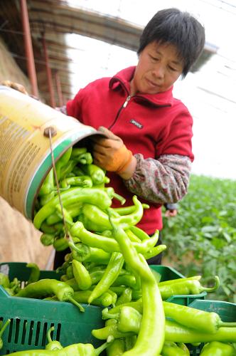 河北固安:專業(yè)合作社助推農(nóng)民致富 一名農(nóng)民在河北省固安縣順齋瓜菜種植專業(yè)合作社的溫室大棚里收獲辣椒(11月25日攝)。 近年來,河北省固安縣通過扶持專業(yè)合作社,建立完善“農(nóng)民專業(yè)合作社+農(nóng)戶”的新型生產(chǎn)經(jīng)營模式,在專業(yè)合作社和種植大戶的引導(dǎo)帶動下,種植結(jié)構(gòu)得到優(yōu)化。同時,減少中間環(huán)節(jié),直接進(jìn)入超市銷售,使蔬菜銷售渠道更暢通。目前,該縣在工商部門登記注冊的農(nóng)民專業(yè)合作社達(dá)到126家,社員1.2萬余戶,輻射帶動3.5萬余戶。據(jù)統(tǒng)計,合作社成員戶均年純收入約2.8萬元。 新華社發(fā)(王曉 攝)