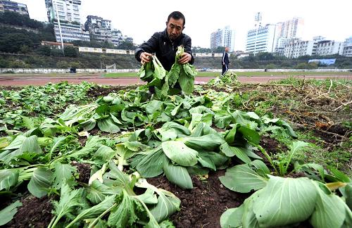 重慶首座甲級(jí)體育場(chǎng)成菜地 體育設(shè)施閑置與健身需求矛盾如何解? 11月27日,在重慶大田灣體育場(chǎng)內(nèi),一位種菜的居民在收菜。 看臺(tái)上長(zhǎng)滿近一人高的灌木叢、塑膠跑道破舊開裂、廢棄沙坑上種著蔬菜……1951年修建的重慶首座甲級(jí)體育場(chǎng)——大田灣體育場(chǎng)如今破舊不堪。有網(wǎng)友將場(chǎng)內(nèi)菜地照片傳到微博,稱“重慶首座甲級(jí)體育場(chǎng)成菜地”,引發(fā)網(wǎng)民熱議。 新華社記者李健攝