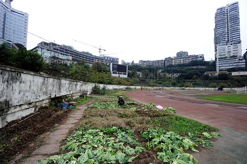 重慶首座甲級(jí)體育場(chǎng)成菜地 體育設(shè)施閑置與健身需求矛盾如何解? 11月27日,在重慶大田灣體育場(chǎng)內(nèi),一位種菜的居民在收菜。 看臺(tái)上長(zhǎng)滿近一人高的灌木叢、塑膠跑道破舊開裂、廢棄沙坑上種著蔬菜……1951年修建的重慶首座甲級(jí)體育場(chǎng)——大田灣體育場(chǎng)如今破舊不堪。有網(wǎng)友將場(chǎng)內(nèi)菜地照片傳到微博,稱“重慶首座甲級(jí)體育場(chǎng)成菜地”,引發(fā)網(wǎng)民熱議。 新華社記者李健攝
