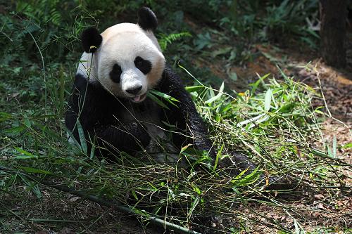 新加坡河川生態(tài)園“大熊貓竹林”舉行開幕禮 11月28日,大熊貓“嘉嘉”在新加坡河川生態(tài)園吃竹子。 當日,新加坡河川生態(tài)園的“大熊貓竹林”開幕禮在新加坡舉行。新加坡河川生態(tài)園將于明年第一季正式開幕,而作為其中重要景點之一的大熊貓展館于本月29日率先開放。來自中國的兩只大熊貓“武杰”“滬寶”(新加坡征名為“凱凱”“嘉嘉”)將在河川生態(tài)園的新家開始10年的旅居生活。 新華社發(fā)(鄧智煒攝)