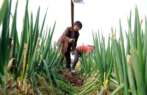 2012年12月我國(guó)CPI同比上漲2.5% 重慶市潼南縣太安鎮(zhèn)罐壩村的菜農(nóng)在收獲大蔥(1月9日攝)。 1月11日,國(guó)家統(tǒng)計(jì)局發(fā)布報(bào)告,2012年12月份,全國(guó)居民消費(fèi)價(jià)格總水平(CPI)同比上漲2.5%,漲幅比上月擴(kuò)大0.5個(gè)百分點(diǎn)。 新華社記者李健攝