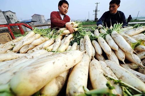 2012年12月我國(guó)CPI同比上漲2.5% 重慶市潼南縣桂林街道雙壩村菜農(nóng)在收獲白蘿卜(1月9日攝)。 1月11日,國(guó)家統(tǒng)計(jì)局發(fā)布報(bào)告,2012年12月份,全國(guó)居民消費(fèi)價(jià)格總水平(CPI)同比上漲2.5%,漲幅比上月擴(kuò)大0.5個(gè)百分點(diǎn)。 新華社記者李健攝