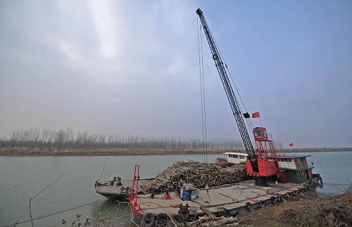 西洞庭湖清理?xiàng)顦浠謴?fù)濕地 在西洞庭湖水域,被砍下的楊樹裝上貨船準(zhǔn)備運(yùn)走(12月17日攝)。 為保護(hù)湖區(qū)生態(tài),恢復(fù)退化濕地,給遷徙候鳥、野生魚類提供更好的棲息覓食場(chǎng)所,從2013年10月開始,西洞庭湖自然保護(hù)區(qū)管理局對(duì)轄區(qū)內(nèi)種植的楊樹進(jìn)行大規(guī)模清理,目前已完成砍伐清理?xiàng)顦?萬畝左右,計(jì)劃在2013年內(nèi)完成清理23000多畝。 上世紀(jì)末21世紀(jì)初,西洞庭湖區(qū)周邊一批造紙企業(yè)推行“林紙一體化”模式,在湖區(qū)建立原材料供應(yīng)基地,導(dǎo)致洞庭湖區(qū)大面積栽植楊樹。楊樹作為外來物種具有喜濕、生長(zhǎng)快、適應(yīng)性強(qiáng)的特點(diǎn),在湖區(qū)成片種植成為絕對(duì)優(yōu)勢(shì)種群后,使得濕地植被群落的結(jié)構(gòu)發(fā)生變化,進(jìn)而影響到候鳥和魚類的產(chǎn)卵、覓食和棲息。 新華社記者 李尕 攝