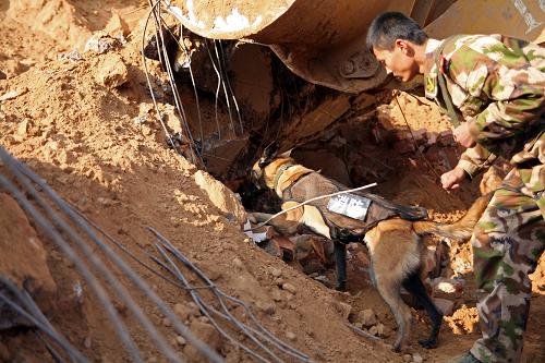 11月24日,搜救犬在幫助救援隊(duì)確定被困人員的位置。當(dāng)日上午10時(shí)許,山西省大寧縣昕水鎮(zhèn)小馮村發(fā)生山體滑坡事故,致一家三口四間平房被埋,其中一名30余歲的男子遇難。經(jīng)過全力搶救,其妻子和剛滿周歲的孩子于24日下午獲救,均無生命危險(xiǎn)。新華社發(fā)(關(guān)晶 攝)