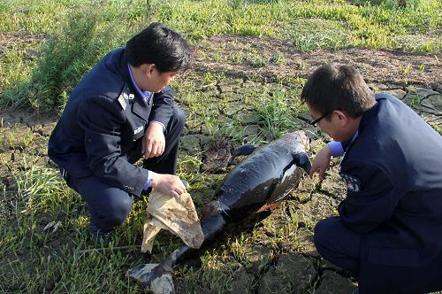 11月24日,在鄱陽湖裸露的草洲上,江西都昌縣漁政人員在檢查擱淺的長(zhǎng)江江豚尸體。新華社發(fā)(傅建斌 攝)