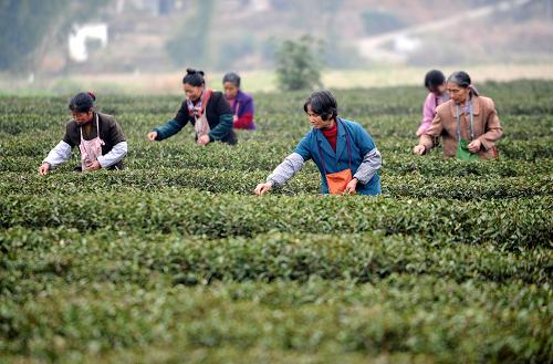 3月13日,上猶縣梅水鄉(xiāng)園村茶農(nóng)在采摘茶葉。新華社記者 周科 攝