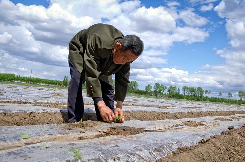 一位農(nóng)民正在從使用膜下滴灌技術(shù)的地塊中引苗(5月15日攝)。新華社記者 馬曹冉 攝