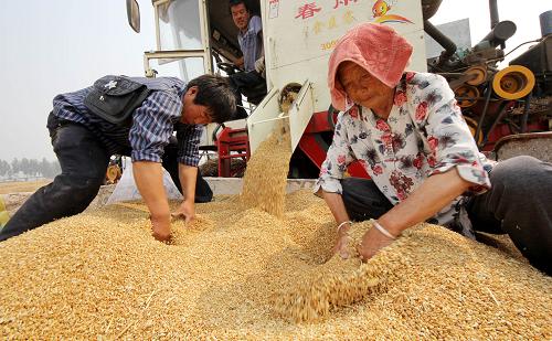 6月5日,山東省棗莊市孟莊鎮(zhèn)侯莊村農(nóng)民在麥田里裝運(yùn)小麥。 新華社發(fā)(孫中喆 攝)