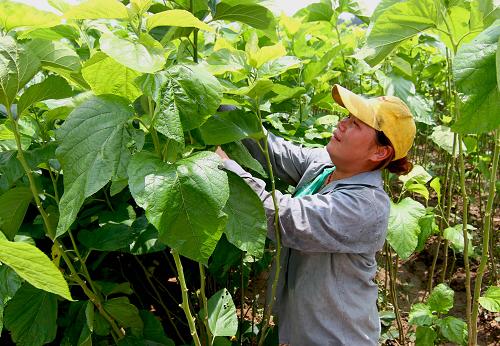 6月7日,廣西柳城縣鳳山鎮(zhèn)一名婦女在桑園里采摘桑葉。新華社發(fā)(鄧克軼 攝)