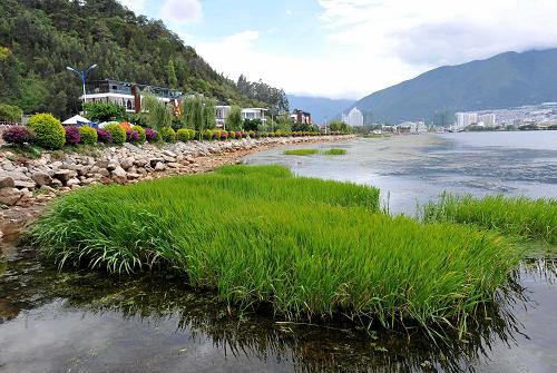 這是云南大理洱海公園內(nèi)的一片生態(tài)濕地(6月19日攝)。近年來,云南省大理白族自治州加快洱海治理步伐,以節(jié)能減排、生態(tài)工程等為重點,加大環(huán)湖生態(tài)修復工程的建設力度,從源頭上減輕洱海富營養(yǎng)化程度,以保護洱海水質(zhì)。目前,在環(huán)洱海流域已經(jīng)建成13塊共1萬多畝的生態(tài)濕地,洱海的水生植被及生物多樣性逐步恢復,湖泊自凈能力有所提高,水質(zhì)總體保持在II類。1996年和2003年,洱海遭遇兩次大面積藍藻暴發(fā),水質(zhì)一度降到IV類。新華社記者 藺以光 攝