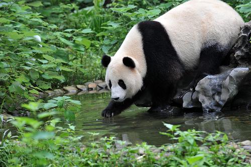 7月19日,大熊貓“鳳儀”在桂林動物園里玩耍。新華社記者 陸波岸 攝