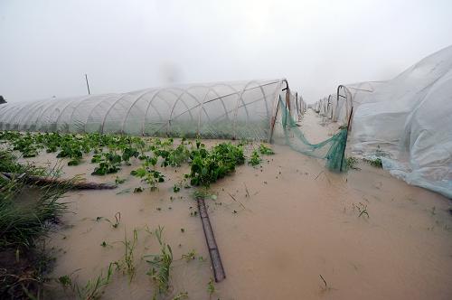 8月8日,臺州市三門縣六敖鎮(zhèn)峋巖村的一處被強降水淹沒的果園。新華社記者 鞠煥宗 攝