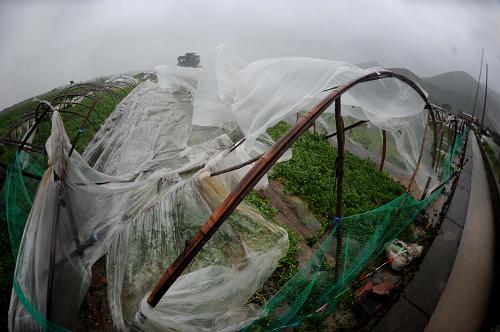8月8日,臺州市三門縣峋巖村一處西瓜大棚被臺風全部刮開并進水。新華社記者 徐昱 攝