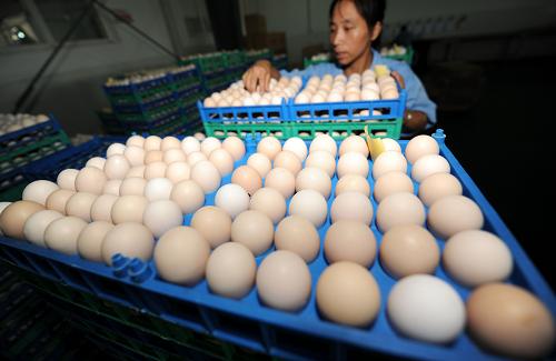 8月8日,豐城市鐵騎力士集團(tuán)的員工在對生產(chǎn)的富硒雞蛋進(jìn)行檢查。近年來,江西豐城市利用新發(fā)現(xiàn)的富硒資源,按照現(xiàn)代農(nóng)業(yè)園區(qū)化、資源優(yōu)勢產(chǎn)業(yè)化的思路,采取政府建平臺引導(dǎo)、企業(yè)示范、農(nóng)民參與的方式,發(fā)展高效現(xiàn)代農(nóng)業(yè),踏上農(nóng)業(yè)發(fā)展轉(zhuǎn)型之路。2011年,豐城市富硒產(chǎn)業(yè)產(chǎn)值達(dá)10.47億元,輻射周邊近4萬戶農(nóng)戶,帶動農(nóng)民增收2.2億元。新華社記者 周科 攝