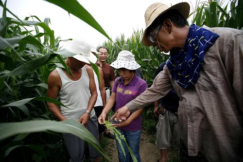 8月8日,技術(shù)人員在天津?qū)幒涌h豐臺鎮(zhèn)玉米田里查看玉米的受損情況,指導(dǎo)農(nóng)民及時除治三代粘蟲。新華社發(fā)(任麗華 攝)