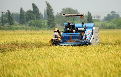 一臺收割機(jī)在江西新建縣聯(lián)圩鎮(zhèn)大洲村早稻田作業(yè)(7月9日攝)。據(jù)國家統(tǒng)計局江西調(diào)查總隊8月24日發(fā)布的關(guān)于江西省今年早稻抽樣調(diào)查實割實測結(jié)果顯示,該省早稻畝產(chǎn)和總產(chǎn)均創(chuàng)歷史新高。江西省今年早稻播種面積2084.3萬畝,比去年增加7.9萬畝,增長0.4%;早稻實測畝產(chǎn)383.9公斤,比去年增加5.5公斤,增長1.45%;早稻總產(chǎn)80.16億公斤,比去年增加1.456億公斤,增長1.85%。新華社記者 周科 攝