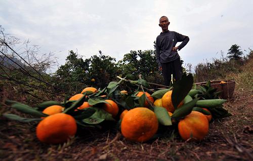 11月1日,石門縣橘農(nóng)、78歲的歐開年摘了兩筐橘子準(zhǔn)備運(yùn)下山去。石門縣的橘農(nóng)多半是老人,住在山區(qū)里,運(yùn)輸對(duì)于他們來(lái)說(shuō)是個(gè)大問(wèn)題。新華社記者 趙眾志 攝