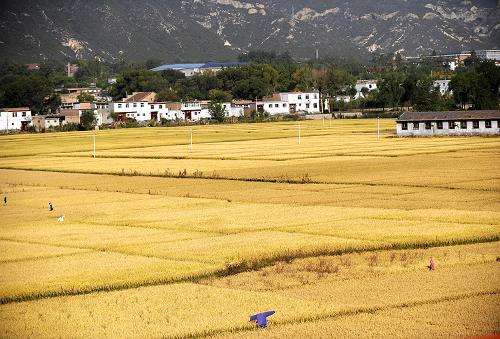 山西省太原市晉源區(qū)等待收獲的“晉祠大米”(10月9日攝)。記者從山西省農(nóng)業(yè)部門了解到,山西省今年糧食總產(chǎn)預計首次超過120億公斤,再創(chuàng)歷史新高。山西常年糧食總產(chǎn)在110億公斤左右,2012年山西出臺了十項強農(nóng)惠農(nóng)富農(nóng)政策,提高了雜糧、小麥、玉米等作物補貼標準,新增了馬鈴薯補貼。再加上農(nóng)產(chǎn)品市場價格持續(xù)走高,農(nóng)民種糧積極性有所提高,全年糧食播種面積進一步擴大,達到4900多萬畝。新華社記者 燕雁 攝
