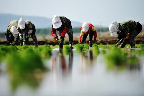 這是2012年5月25日,在黑龍江省尚志市元寶鎮(zhèn)元寶村的田間,幾名婦女在插秧。新華社記者 王建威 攝