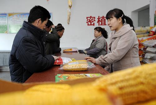 2月19日,在寧夏石嘴山平羅縣綠茵種業(yè)有限公司,農(nóng)戶在購(gòu)買玉米種子。寧夏各地陸續(xù)進(jìn)入春耕備耕階段,不少農(nóng)戶開始選購(gòu)種子,為即將到來的春耕備足農(nóng)資,以確保今年的春耕順利開展。據(jù)了解,2013年寧夏春小麥播種面積約為90萬(wàn)畝,春播預(yù)計(jì)需種量為540萬(wàn)公斤;水稻的播種面積約為120萬(wàn)畝,春播預(yù)計(jì)需種量為1840萬(wàn)公斤;玉米的播種面積約為380萬(wàn)畝,春播預(yù)計(jì)需種量為648萬(wàn)公斤。目前種子的到貨量能滿足市場(chǎng)的需求。新華社發(fā)(李然 攝)