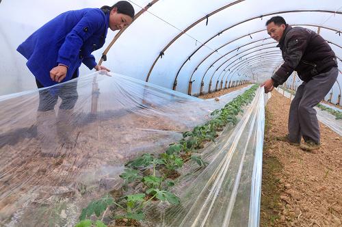 2月19日,在廣西上思縣思陽鎮(zhèn)昌墩村,村民王??梗ㄓ遥┓驄D給種在大棚里的西瓜苗蓋上農(nóng)膜。新春時(shí)節(jié),廣西防城港市上思縣農(nóng)業(yè)部門結(jié)合當(dāng)?shù)爻T庥龃汉档膶?shí)際情況,推廣修建大棚、覆蓋農(nóng)膜、旱育秧等農(nóng)業(yè)技術(shù),既節(jié)約春耕用水,又實(shí)現(xiàn)保墑、防寒,確保春耕生產(chǎn)順利進(jìn)行。新華社發(fā)(梁富盈 攝)