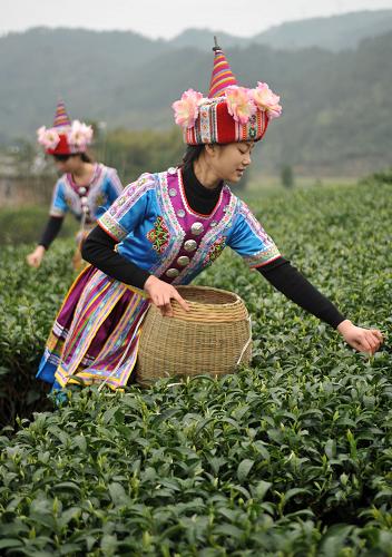 2月20日,在廣西賀州市昭平縣走馬鄉(xiāng)廟枒村龍灣屯,當(dāng)?shù)厝罕娫诓烧绱翰琛.?dāng)日,廣西賀州市昭平縣舉行2013早春茶開(kāi)采儀式,全縣16萬(wàn)畝茶園提早進(jìn)入春茶采摘期,幾萬(wàn)名茶農(nóng)還沒(méi)有過(guò)完新春佳節(jié)就趕緊上山趕采春茶。地處廣西東部的昭平縣,以盛產(chǎn)早春茶聞名,并榮獲“中國(guó)茶產(chǎn)業(yè)發(fā)展政府貢獻(xiàn)獎(jiǎng)”“全國(guó)重點(diǎn)產(chǎn)茶縣”“中國(guó)名茶之鄉(xiāng)”等榮譽(yù)稱號(hào)。目前,全縣共有茶園16萬(wàn)畝,茶葉企業(yè)100多家,年產(chǎn)干茶7000多噸,總產(chǎn)值近8億元。新華社記者 陸波岸 攝