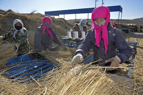 寧夏靈武市涇靈新村農(nóng)民在草編園區(qū)編制草簾(12月11日攝)。 新華社記者 王鵬 攝