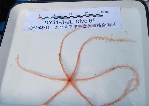 圖為“蛟龍”號7日以來第三次下潛取得的六腕海星。新華社記者 余曉潔 攝