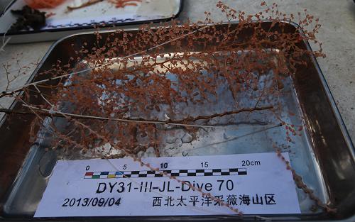 這是9月4日“蛟龍”號(hào)潛水器下潛采回的冷水珊瑚。新華社記者 余曉潔 攝