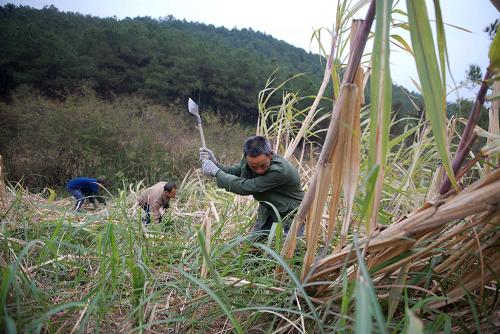 1月8日,廣西融水縣農(nóng)民趕在強冷空氣來臨前搶收甘蔗。新華社記者 張愛林 攝