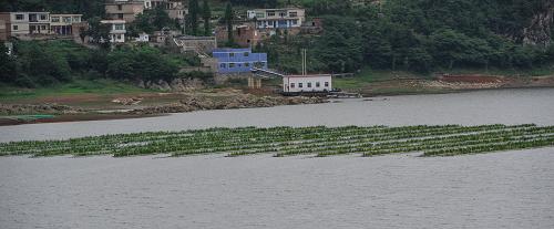 貴陽市紅楓湖湖面上種植的生態(tài)浮床(5月29日攝)。貴陽市的飲用水源主要靠紅楓湖、百花湖、阿哈水庫(兩湖一庫)供給,俗稱貴陽的“三口水缸”。兩湖一庫每天向貴陽市中心城區(qū)、清鎮(zhèn)市、白云區(qū)供水約55萬噸,占貴陽市城市供水量的70%左右,供應(yīng)著上百萬市民的飲用水。自上世紀90年代以來,由于受到工業(yè)、城鎮(zhèn)生活、農(nóng)業(yè)面源等方面的污染,水質(zhì)逐年惡化。2007年,兩湖一庫水質(zhì)曾下降到Ⅴ類和劣Ⅴ類,局部區(qū)域水質(zhì)甚至達到劣Ⅴ類以下。此后,貴陽市全面啟動兩湖一庫的保護和治理工程,累計投入資金12.5億元,實施治理工程129個,有效遏制了“兩湖一庫”污染,促進了水質(zhì)好轉(zhuǎn)。目前,兩湖一庫水質(zhì)明顯好轉(zhuǎn),穩(wěn)定在Ⅲ類標準。新華社記者 歐東衢 攝