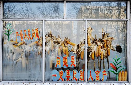 這是黑龍江阿城一家種苗商店在上霜的廚窗內(nèi)擺出的玉米樣本(2月20日攝)。春節(jié)剛過,“黑土地”上依舊白雪覆蓋,我國糧食生產(chǎn)第一大省黑龍江省的一些農(nóng)資市場開門營業(yè),記者在哈爾濱市阿城區(qū)部分農(nóng)資市場走訪發(fā)現(xiàn),受部分農(nóng)民糧食沒賣、手里錢不足、部分地區(qū)雪大路滑、今年春節(jié)延后等因素影響,與往年相比,一些種苗商店門庭冷落,少人問津。做了近十年種苗生意的哈爾濱九禾豐農(nóng)種子商店店主周傳華說:“賣了這么多年種子,今年這么冷清還是第一年遇到。節(jié)后三天才賣出10袋種子,往年少說也得賣出100多袋。”盡管商店里推出抽獎銷售等各種手段,依舊詢問者寥寥。新華社記者 王建威 攝