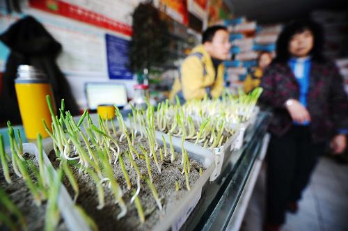 2月20日,黑龍江阿城德農(nóng)種子商店店員在玉米苗試驗盒旁聊天。新華社記者 王建威 攝