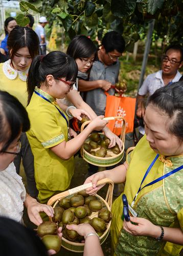 8月27日,游客在上虞市章鎮(zhèn)鎮(zhèn)一家獼猴桃果園里采摘成熟的獼猴桃。進(jìn)入八月底,浙江上虞獼猴桃成熟豐收。今年夏季,浙江出現(xiàn)連續(xù)高溫干旱氣候,對(duì)獼猴桃的生長(zhǎng)不利。上虞農(nóng)技人員及時(shí)加強(qiáng)田間指導(dǎo)和抗旱服務(wù),大多數(shù)獼猴桃種植合作社也采取大棚、噴滴灌等設(shè)施化栽培技術(shù),最大限度地減少高溫干旱造成的不利影響,保證獼猴桃產(chǎn)量與去年基本持平。新華社記者 徐昱攝