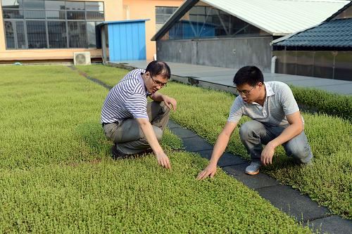 8月27日,廣州市建筑科學(xué)研究院建筑節(jié)能研究所的研究人員在一棟鋪設(shè)鋪地錦竹草的屋頂上查看“綠毯”的長(zhǎng)勢(shì)。新華社記者 劉大偉 攝