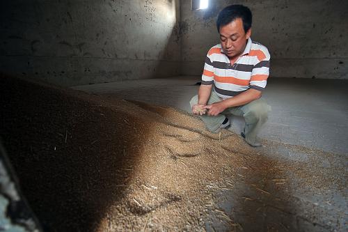 山西省運(yùn)城市聞喜縣郭家莊鎮(zhèn)糧站站長吳林芳在查看入庫小麥的質(zhì)量(6月7日攝)。目前,山西省小麥?zhǔn)斋@工作正從南到北逐步展開。據(jù)了解,由于目前山西小麥?zhǔn)袌鰞r格高于去年同期水平,也高于國家1.02/斤的最低收購價,山西省小麥將按隨行就市的原則進(jìn)行收購。新華社記者 詹彥 攝