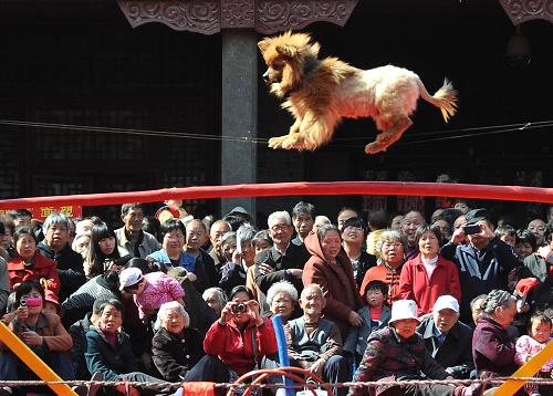4月11日,市民和游客在廟會(huì)上觀看民間馬戲表演。當(dāng)日,河南省洛陽市第23屆河洛文化民俗廟會(huì)在洛陽民俗博物館開幕。作為今年中國洛陽牡丹文化節(jié)的一項(xiàng)主要活動(dòng),本屆廟會(huì)將集中展示中原地區(qū)的非物質(zhì)文化遺產(chǎn)項(xiàng)目和民間傳統(tǒng)技藝,讓游客和市民感受到洛陽悠久燦爛的古都文明和底蘊(yùn)深厚的民俗文化。新華社記者 王頌 攝