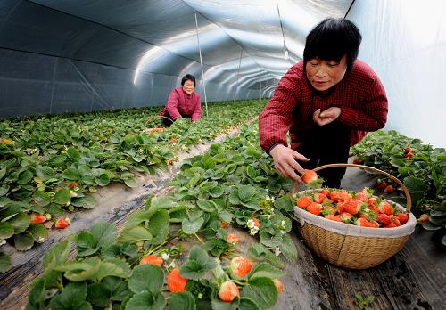 2月15日,在山東省棗莊市山亭區(qū)華臣果蔬種植專業(yè)合作社草莓種植基地,農民采摘草莓及時供應節(jié)日市場。新華社發(fā)(李宗憲 攝)