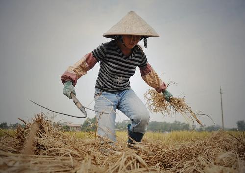 10月24日,廣西欽州市欽南區(qū)黃屋屯農(nóng)民在田間收獲晚稻。新華社記者 張愛林 攝