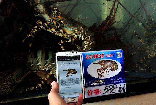 1月23日,三亞一海鮮排檔工作人員展示微信上龍蝦的相關(guān)信息。為了使消費(fèi)信息更加透明,三亞開始試行海鮮信息手機(jī)短信、微信咨詢舉報系統(tǒng),消費(fèi)者只需通過手機(jī)短信將海鮮編碼發(fā)送至“18907600760”或者微信關(guān)注“三亞市海鮮標(biāo)準(zhǔn)信息”,即可獲悉所消費(fèi)海鮮的情況。三亞市有關(guān)負(fù)責(zé)人透露,三亞已在首批試點(diǎn)海鮮排檔實(shí)現(xiàn)26種海鮮品種的信息標(biāo)識,并爭取在春節(jié)前實(shí)現(xiàn)全市178家正規(guī)海鮮排檔、80種海鮮品種的海鮮標(biāo)識牌覆蓋。新華社記者張永峰攝