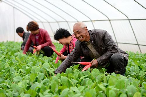 3月19日,在甘肅省隴南市成縣店村鎮(zhèn)大寨村,農民劉小羊(前)在自家冬播蔬菜大棚內查看蔬菜長勢。新華社記者 張錳 攝