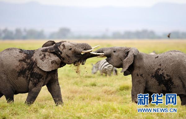 肯尼亞安博塞利國家公園內(nèi),兩頭小象正在嬉戲。近年來,肯尼亞政府加大了境內(nèi)對盜獵犯罪活動的打擊力度,并積極提高民眾對野生動物的保護(hù)意識,取得顯著成效。一度被獵殺嚴(yán)重的大象,僅在肯尼亞東南部的安博塞利國家公園數(shù)量已經(jīng)恢復(fù)到了1500頭左右。新華社記者劉潺攝