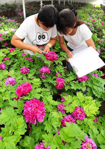 洛陽為奧運(yùn)催開牡丹 7月10日,花匠們記錄催花牡丹的生長情況。 河南省洛陽市神州牡丹園目前正在加緊催花牡丹的裝盆工作。在新建的奧運(yùn)會專用牡丹催花溫控房里,花匠們精心挑選牡丹苗,為北京奧運(yùn)會準(zhǔn)備禮儀用花。此次催花牡丹的品種主要有洛陽紅、胡紅、彩繪等。 新華社發(fā)(高山岳 攝)