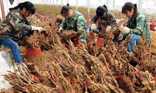 7月10日,花匠們修剪牡丹苗。 河南省洛陽市神州牡丹園目前正在加緊催花牡丹的裝盆工作。在新建的奧運(yùn)會專用牡丹催花溫控房里,花匠們精心挑選牡丹苗,為北京奧運(yùn)會準(zhǔn)備禮儀用花。此次催花牡丹的品種主要有洛陽紅、胡紅、彩繪等。 新華社發(fā)(高山岳 攝)